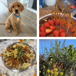 A collage of 4 photos
1. A golden Labrador puppy
2. a chocolate cake with strawberries with a sigh that reads Eid Mubarak
3. A picture of a large plate of food with rice, chicken and lemons
4. a picture of some trees with yellow flowers